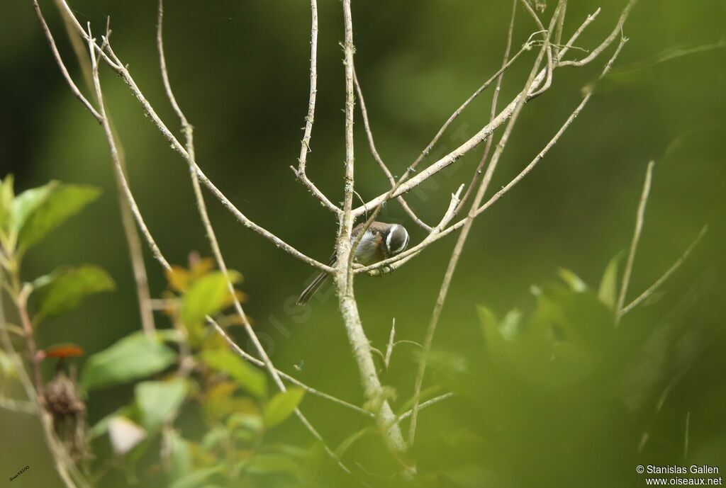 Rufous-breasted Chat-Tyrant male adult