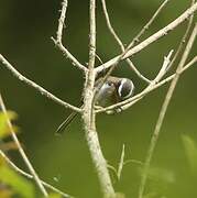 Rufous-breasted Chat-Tyrant