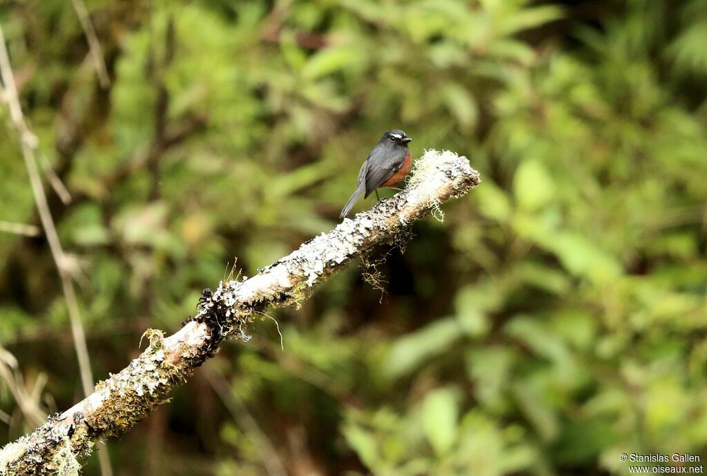 Slaty-backed Chat-Tyrant male adult breeding, fishing/hunting