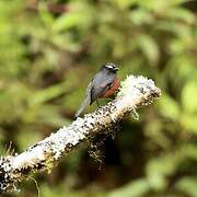 Slaty-backed Chat-Tyrant