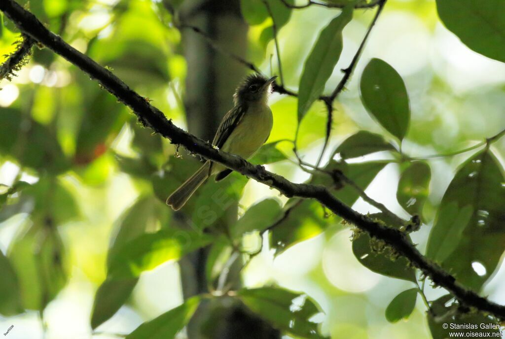 Yellow-winged Flatbilladult