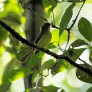 Yellow-margined Flatbill