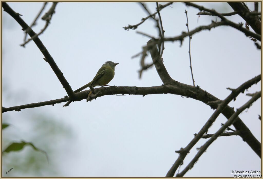 Platyrhynque jaune-oliveadulte