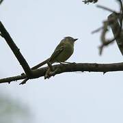 Yellow-olive Flatbill