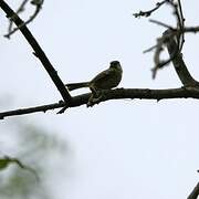 Yellow-olive Flatbill