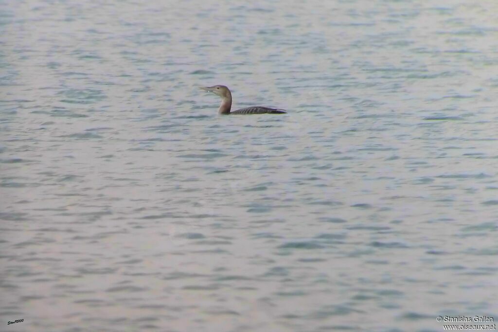 Yellow-billed Loonadult transition, swimming