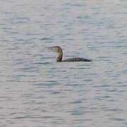 Yellow-billed Loon