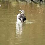 Plongeon arctique