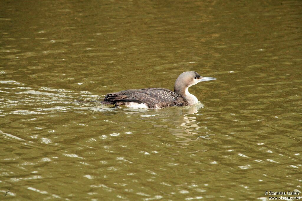 Black-throated Loonadult transition, swimming