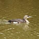 Plongeon arctique