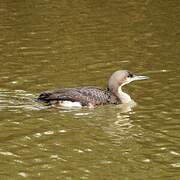 Black-throated Loon