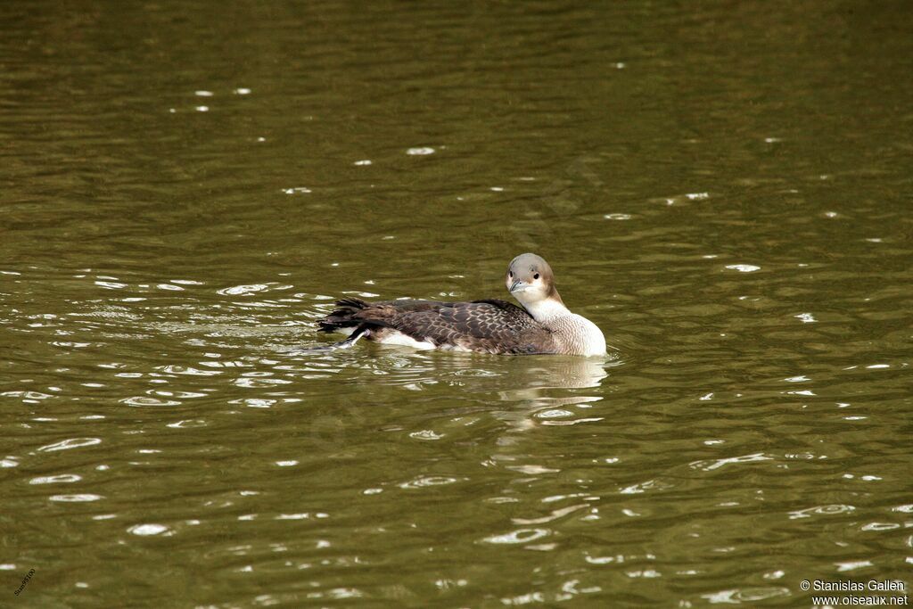 Black-throated Loonadult transition, swimming