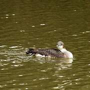 Black-throated Loon