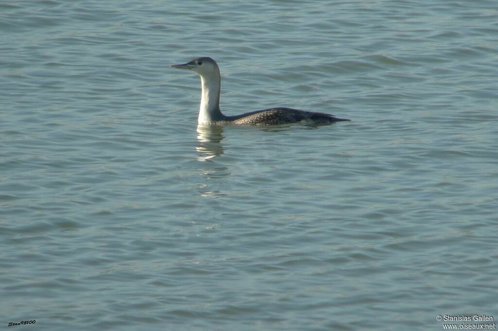 Red-throated Loonadult transition, swimming