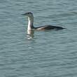 Plongeon catmarin