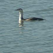 Red-throated Loon