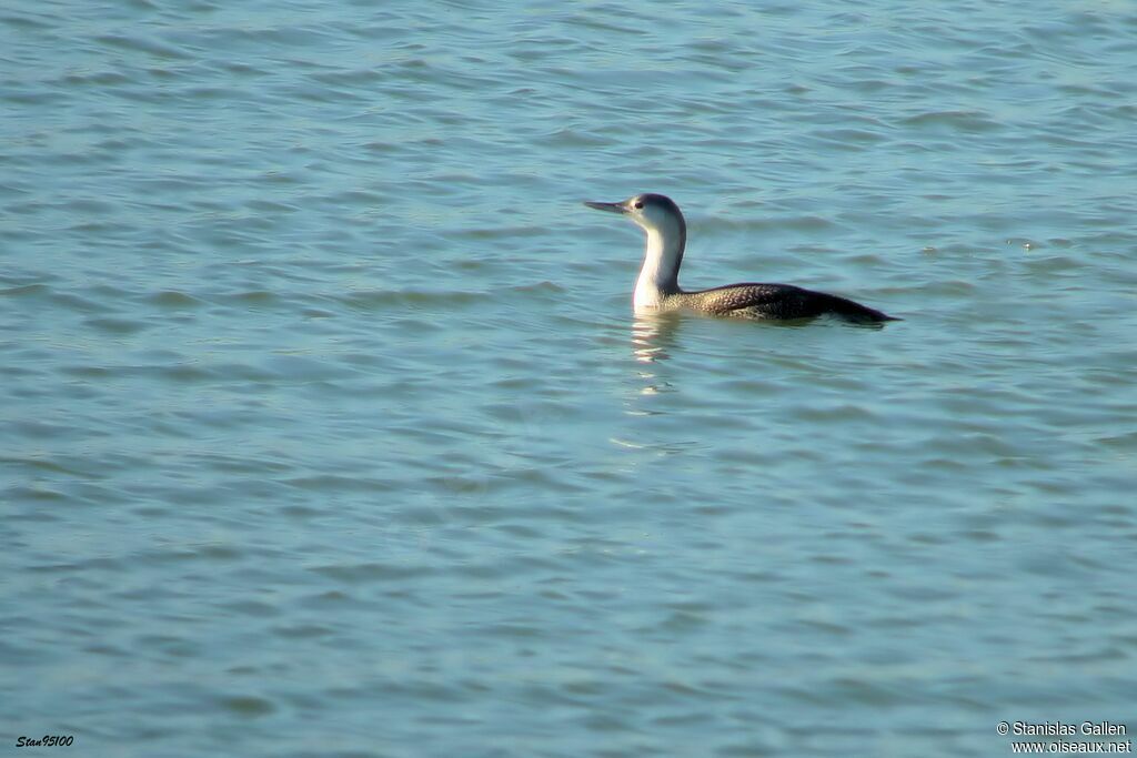 Plongeon catmarin