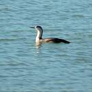 Plongeon catmarin