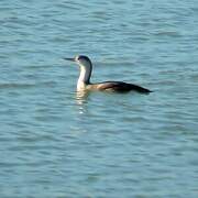 Red-throated Loon