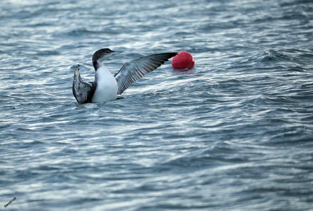 Common Loonadult transition, swimming