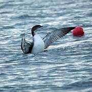 Common Loon