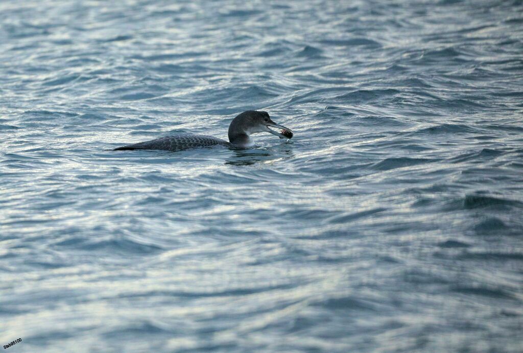 Common Loonadult transition, swimming, fishing/hunting