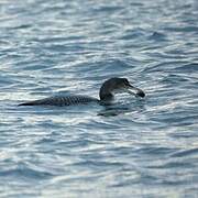 Common Loon