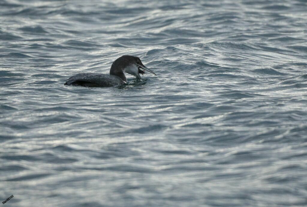 Plongeon imbrinadulte, nage, mange