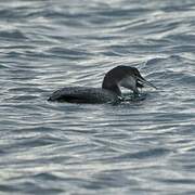 Common Loon