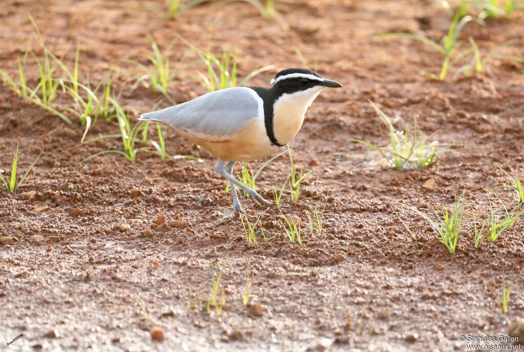 Egyptian Ploveradult, walking