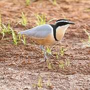 Egyptian Plover