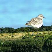 Grey Plover