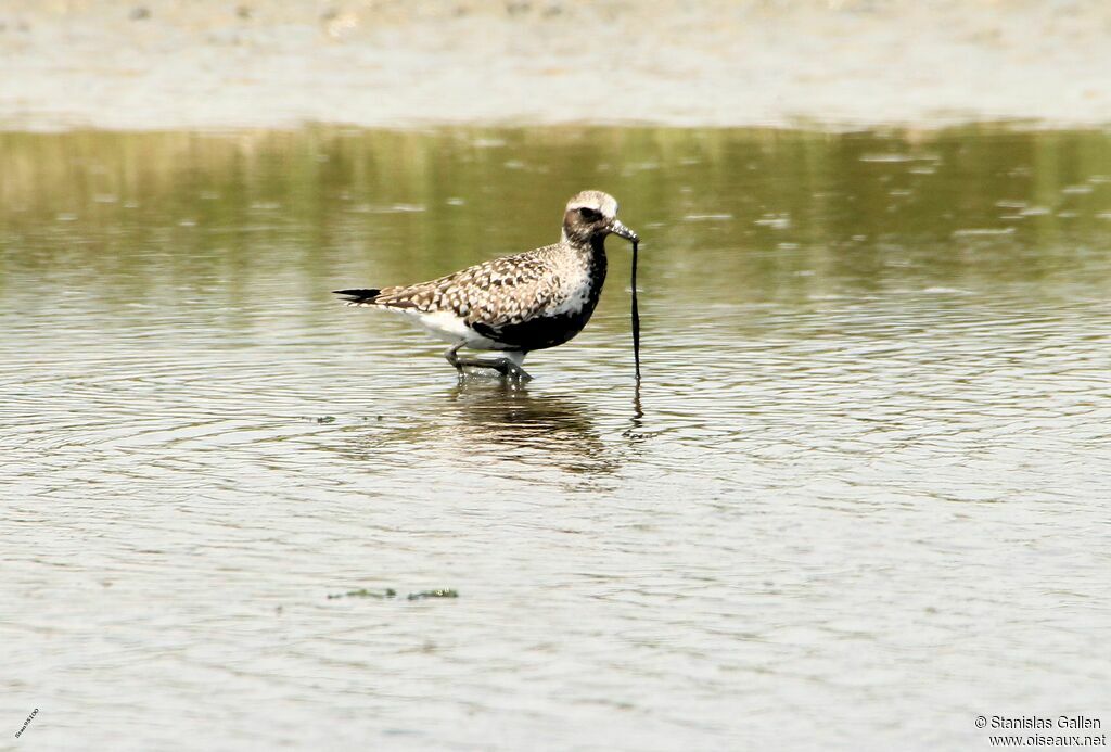 Grey Plover, eats