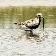 Grey Plover