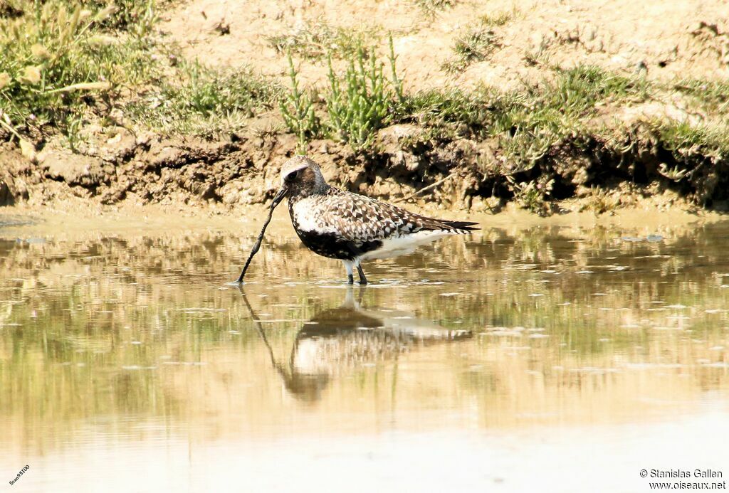 Grey Plover, eats