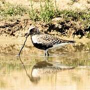 Grey Plover