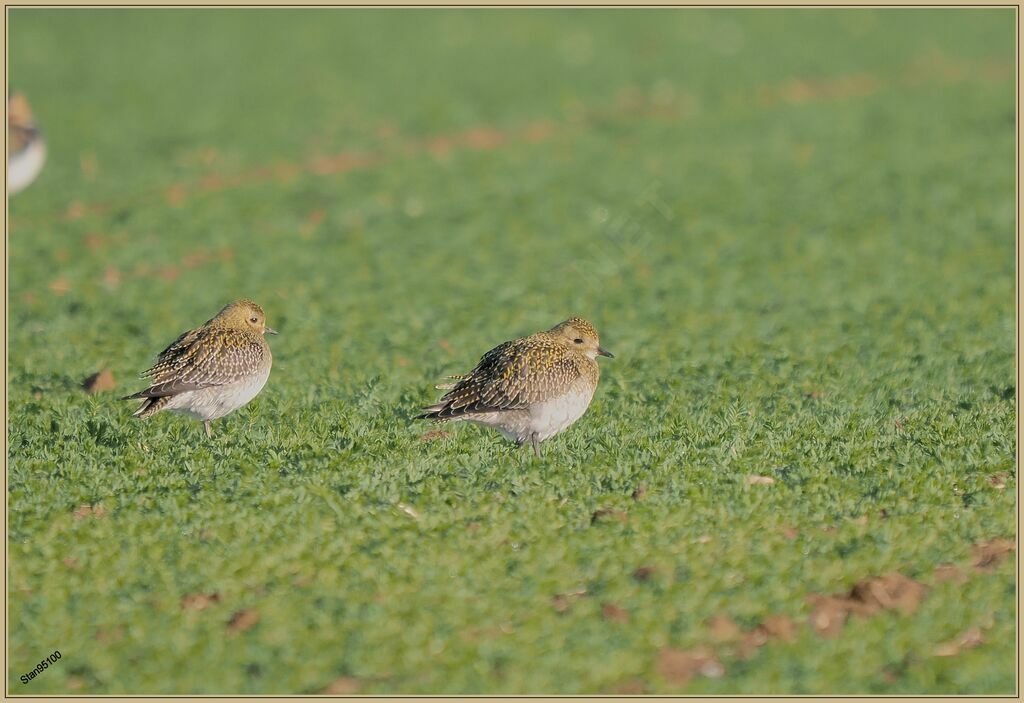 European Golden Ploveradult transition