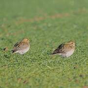 European Golden Plover