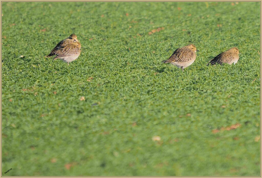 European Golden Ploveradult transition