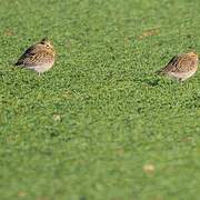 European Golden Plover