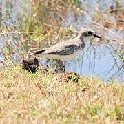 Tibetan Sand Plover