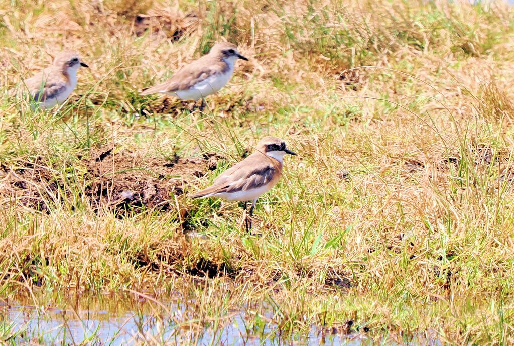 Tibetan Sand Plover