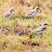 Tibetan Sand Plover