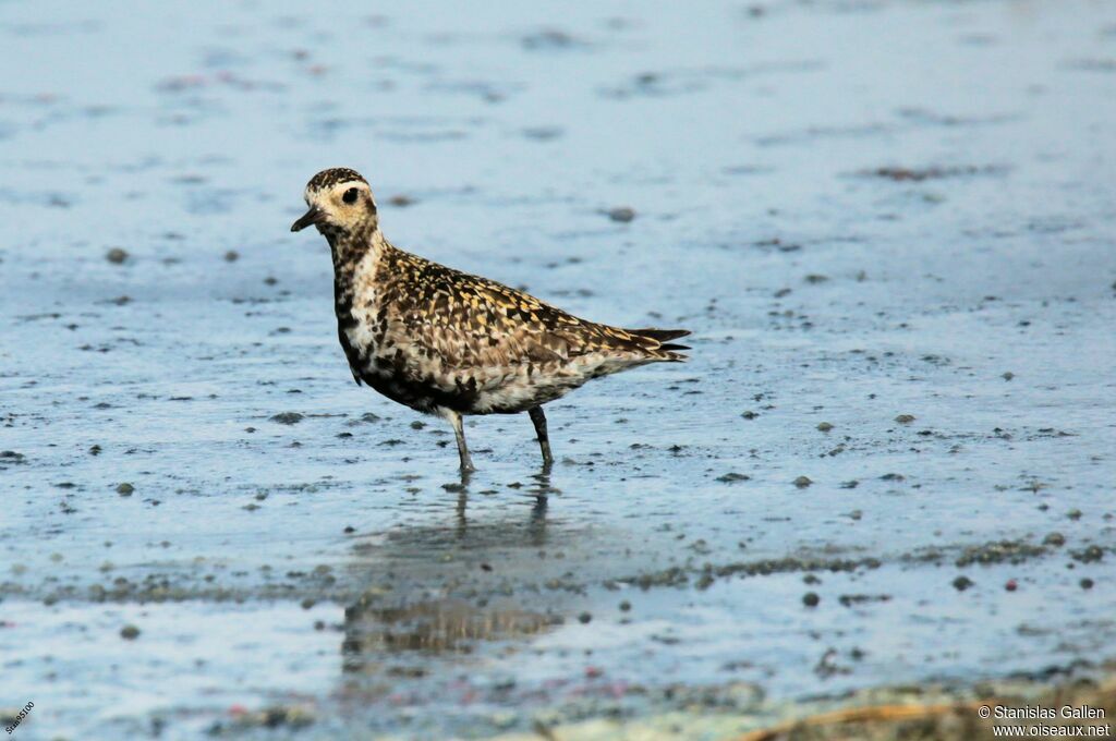 Pacific Golden Ploveradult transition, close-up portrait