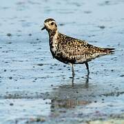 Pacific Golden Plover