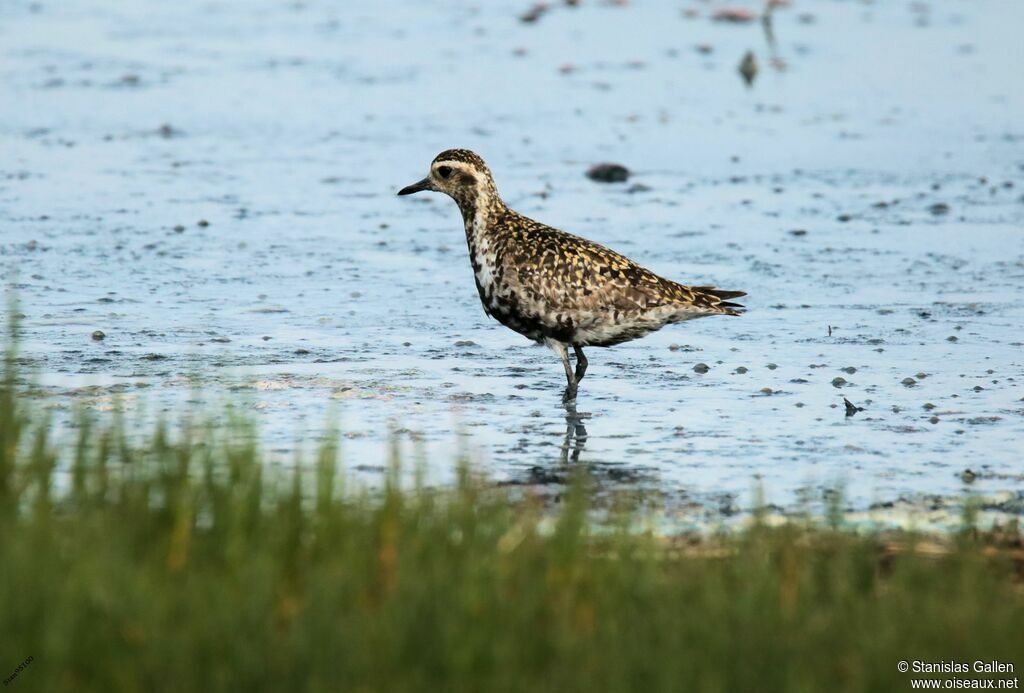 Pacific Golden Ploveradult transition, close-up portrait, walking