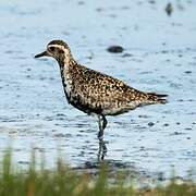 Pacific Golden Plover