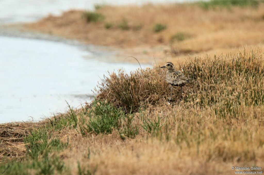 Pacific Golden Ploveradult transition