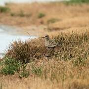 Pacific Golden Plover