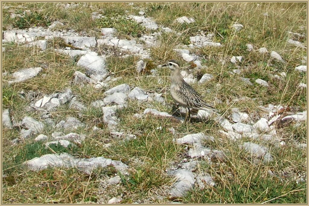 Eurasian Dottereladult post breeding, walking